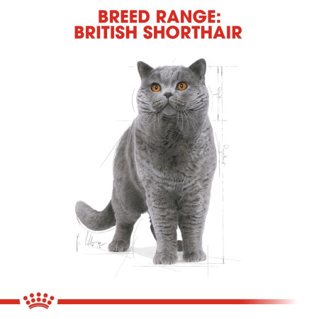 Royal Canin British Shorthair Adult Dry Cat Food #6