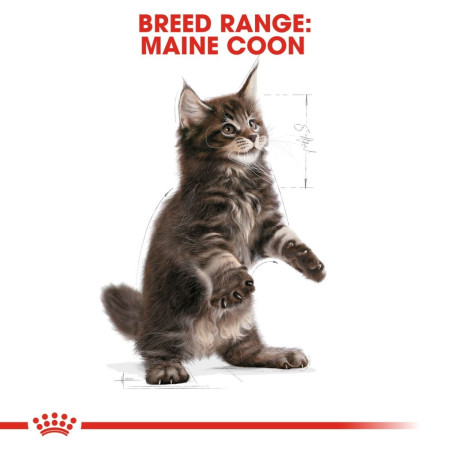 Royal Canin Maine Coon Kitten Dry Cat Food #7