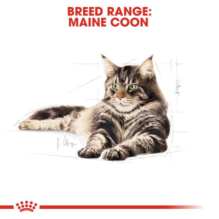 Royal Canin Maine Coon Adult Dry Cat Food #5