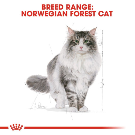Royal Canin Norwegian Forest Adult Dry Cat Food 10kg #6